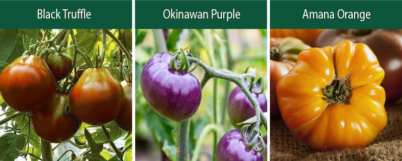 black truffle okinawan purple amana orange indeterminate tomatoes